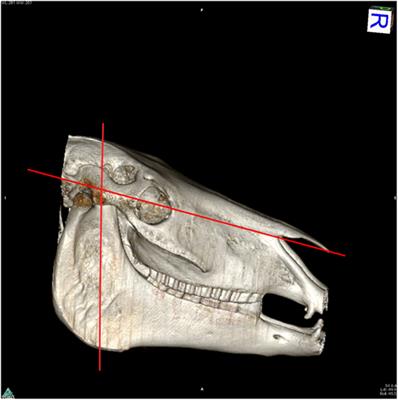 Trigeminal Nerve Root Demyelination Not Seen in Six Horses Diagnosed with Trigeminal-Mediated Headshaking